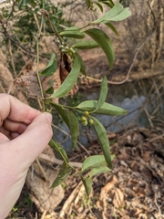 Smilax smallii