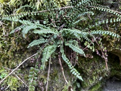 Asplenium trichomanes