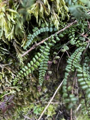 Asplenium trichomanes