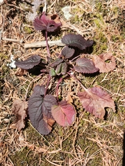 Packera quebradensis