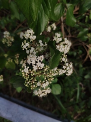 Viburnum fordiae