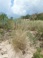 Thinopyrum bessarabicum