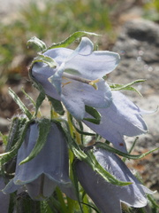 Campanula alpina