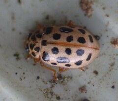 Anisosticta novemdecimpunctata