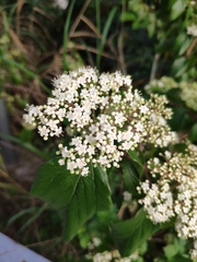 Viburnum fordiae