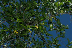 Cucurbitella asperata