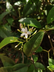 Jasminum lanceolarium