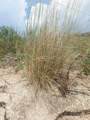 Thinopyrum bessarabicum