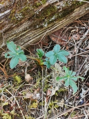 Potentilla thurberi