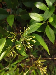 Jasminum lanceolarium