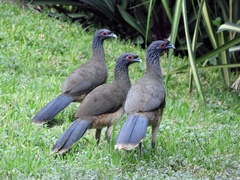 Ortalis poliocephala