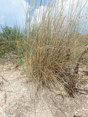 Thinopyrum bessarabicum