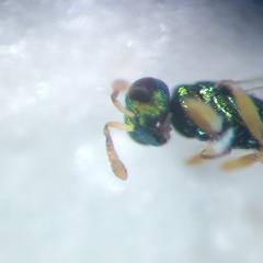 Mesopolobus
