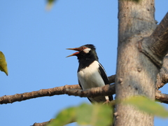 Gracupica floweri