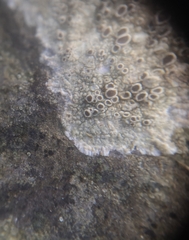 Lecanora campestris