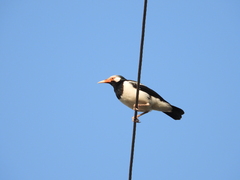 Gracupica floweri