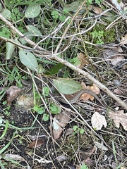 Vipera aspis zinnikeri