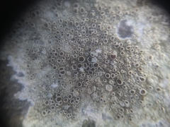 Lecanora campestris