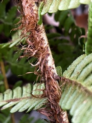 Dryopteris affinis