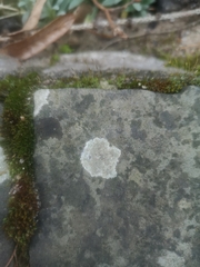 Lecanora campestris