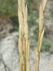 Thinopyrum bessarabicum