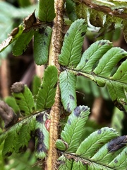 Dryopteris affinis