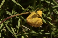 Calceolaria polyrhiza