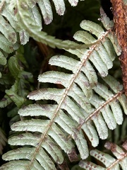 Dryopteris affinis