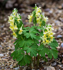 Corydalis bracteata