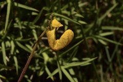 Calceolaria polyrhiza