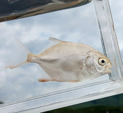 Trachinotus blochii