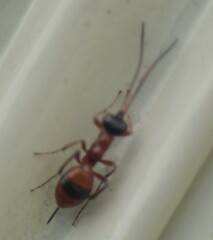 Gelis melanocephalus