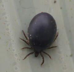 Ixodes ricinus