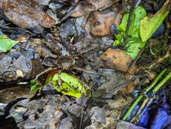 Ancylometes bogotensis