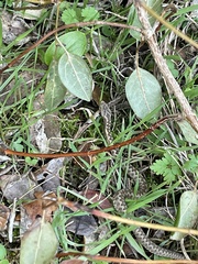 Vipera aspis zinnikeri