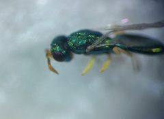 Mesopolobus