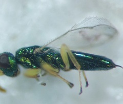 Mesopolobus