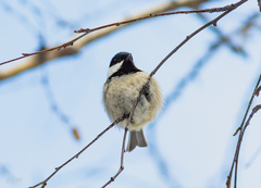Periparus ater