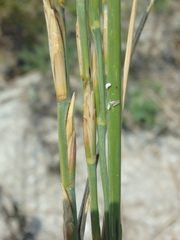 Thinopyrum bessarabicum