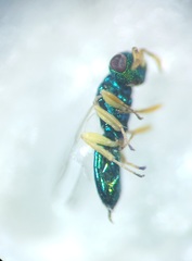 Mesopolobus