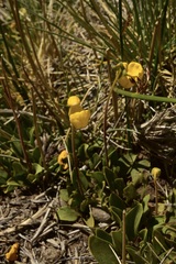 Calceolaria polyrhiza