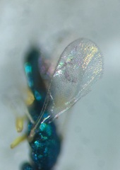 Mesopolobus