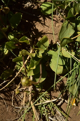 Calceolaria polyrhiza