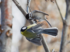 Parus major