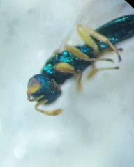 Mesopolobus