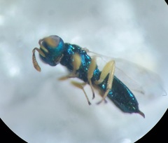 Mesopolobus