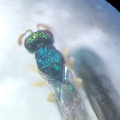 Mesopolobus