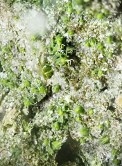 Orthotrichum diaphanum