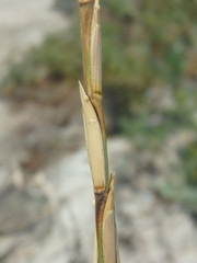 Thinopyrum bessarabicum