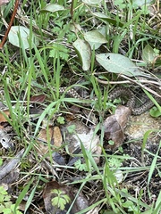 Vipera aspis zinnikeri